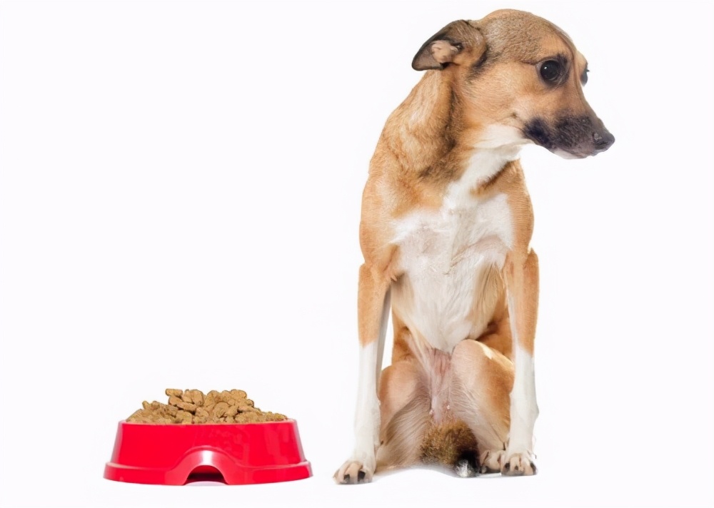 狗狗绝育手术后几天恢复正常,狗狗绝育后注意事项多久能恢复