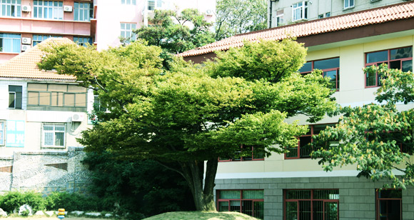 青岛的小学好吗,青岛比较好的小学