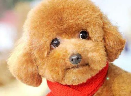 盘点那些老人养的巨型狗,8-10年寿命的狗狗