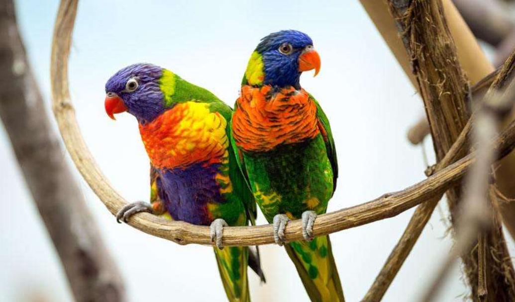 鹦鹉为啥啄掉自己的毛给别人,鹦鹉换毛把自己啄秃了