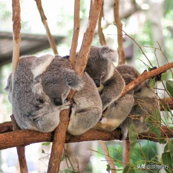 为什么澳大利亚被叫做土澳,为什么澳大利亚被称为土澳