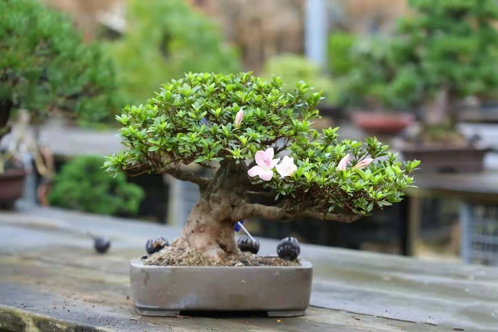 逛花市各种各样的花太漂亮了,逛花市漂亮的蝴蝶兰