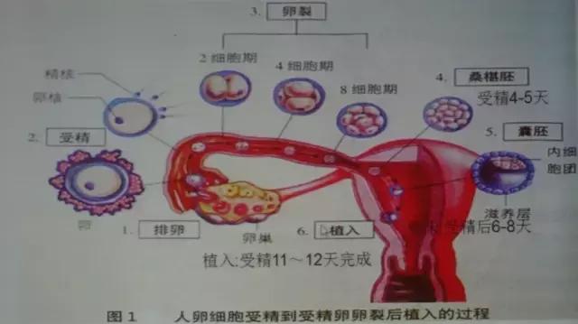 吃药后发现怀孕了孩子流产,吃药了发现怀孕孩子能要吗