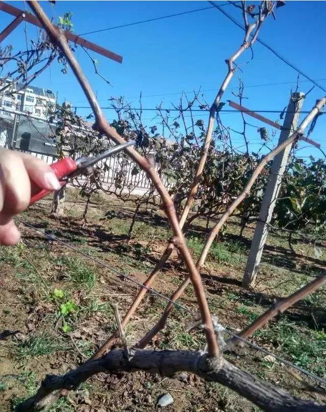 春季葡萄修剪,记牢三字口诀:一看、二剪、三查