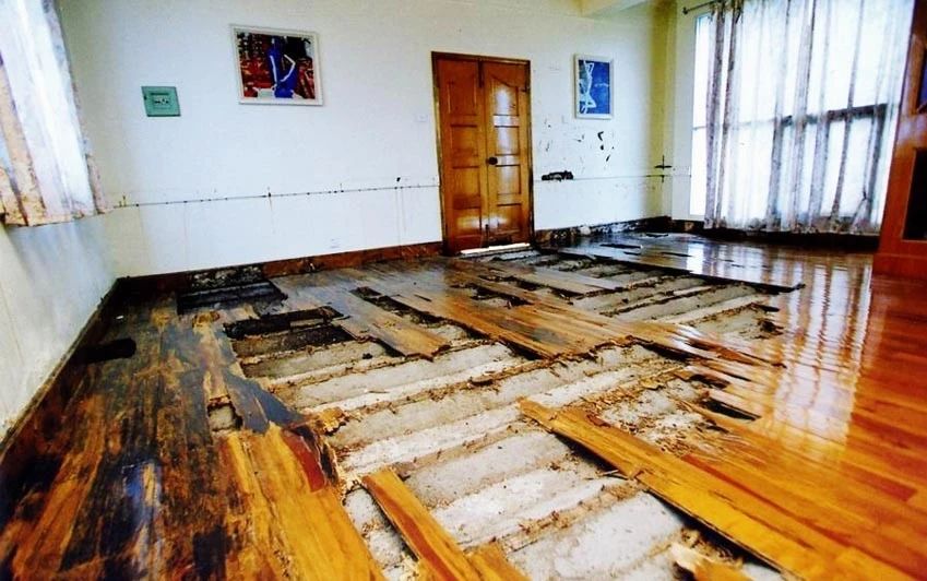 雨后爆发的飞蚁,靠超强繁殖苟了2亿年却沦为“优质蛋白来源”