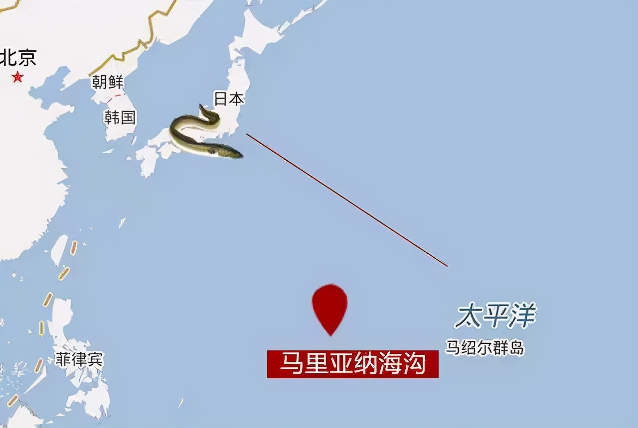 鳗鱼禁捕,鳗鱼繁殖之谜至今无法破解