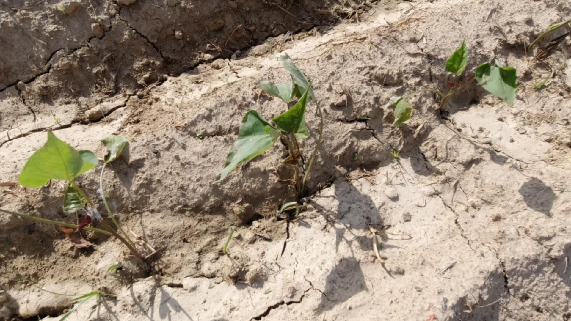 红薯在生茬地种注意什么,种红薯苗怎么增加成活