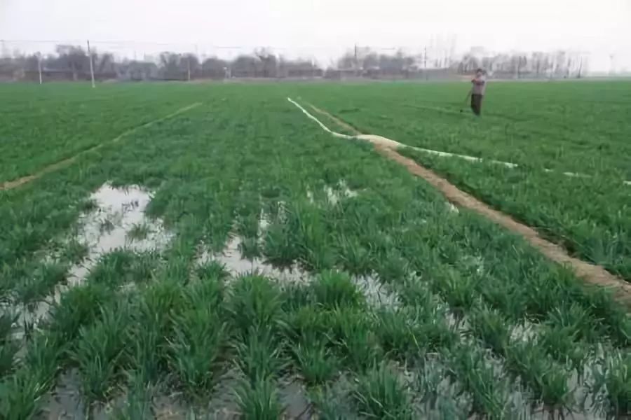 小麦发黄死苗用什么药治疗,小麦发黄有死苗什么原因怎样治