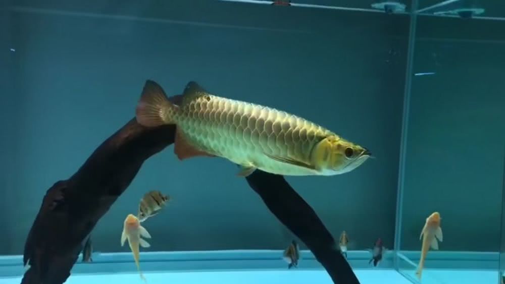 龙鱼一条卖多少元,90后小伙卖鱼365一斤