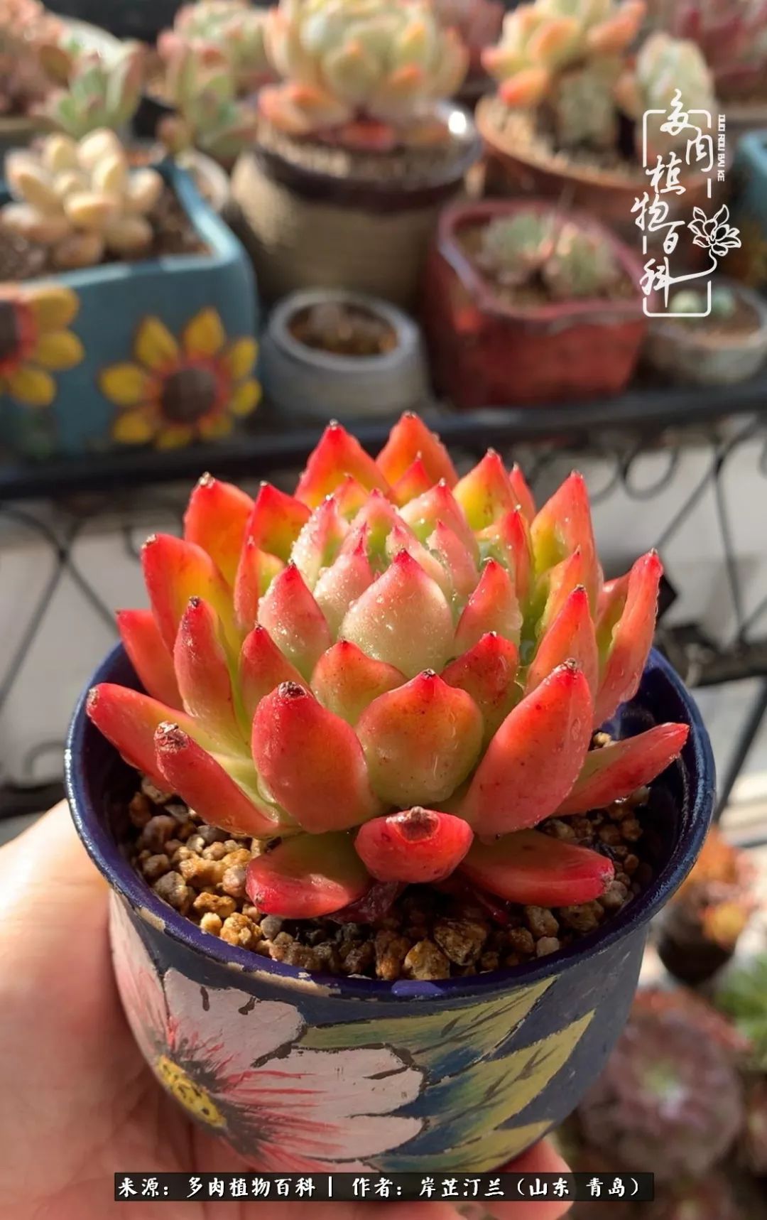 寒冷的冬季唯有多肉,冬日里的多肉宛如雪莲花