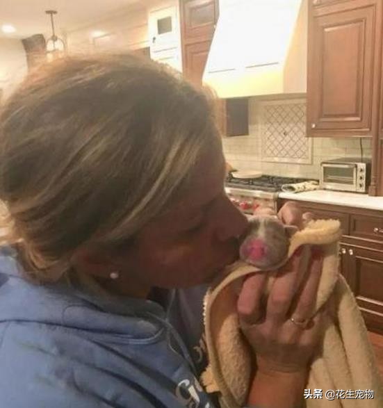 天生唇裂，丑到连亲妈都认不出，这只斗牛犬如今逆袭成白富美