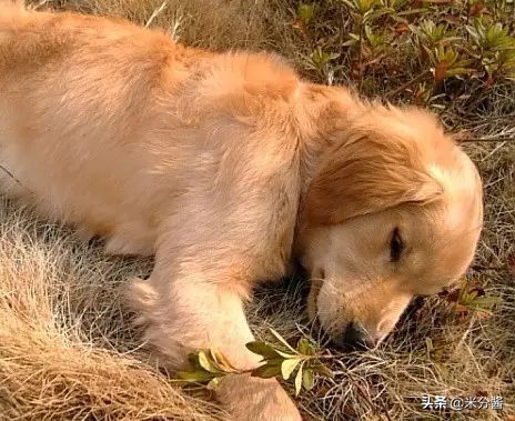 宠物死后怎么办,家里宠物死后怎么缓解情绪