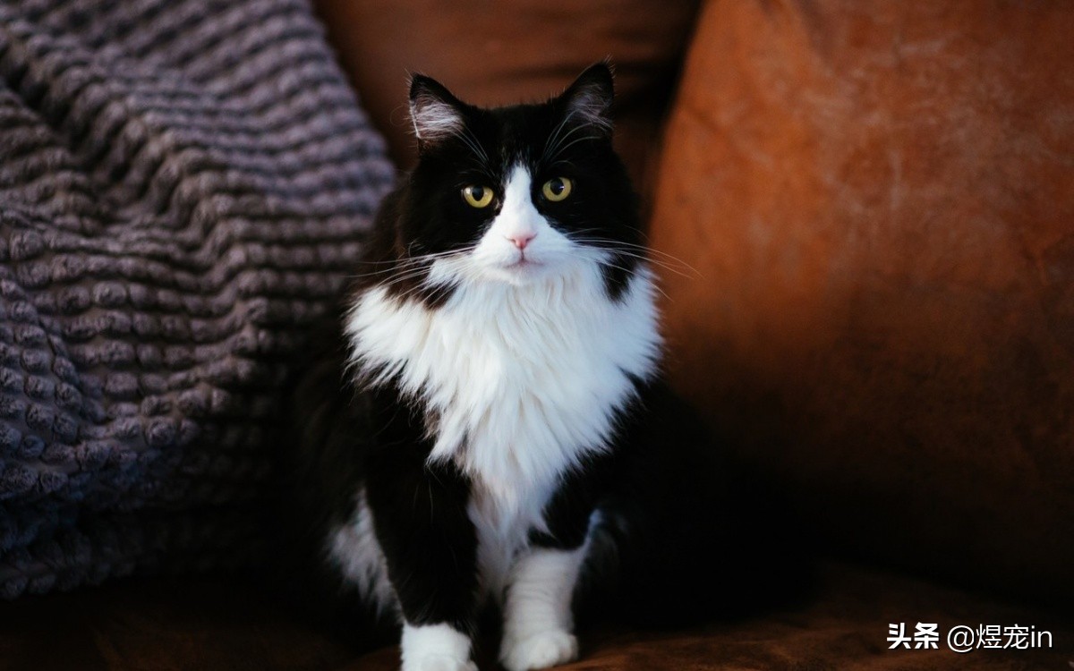 当猫咪调皮捣蛋时,该如何制止它们?