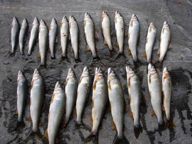 日本最好吃的几种鱼,日本最好吃的鱼有哪些