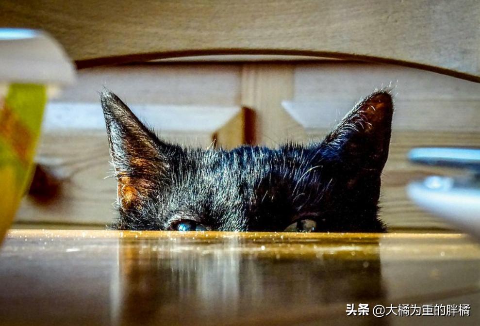 猫眼睛有两种色瞳,猫眼睛有多少种类型