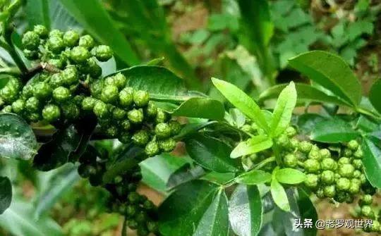 宁县小花椒成就大产业,小花椒深加工拓宽群众致富路