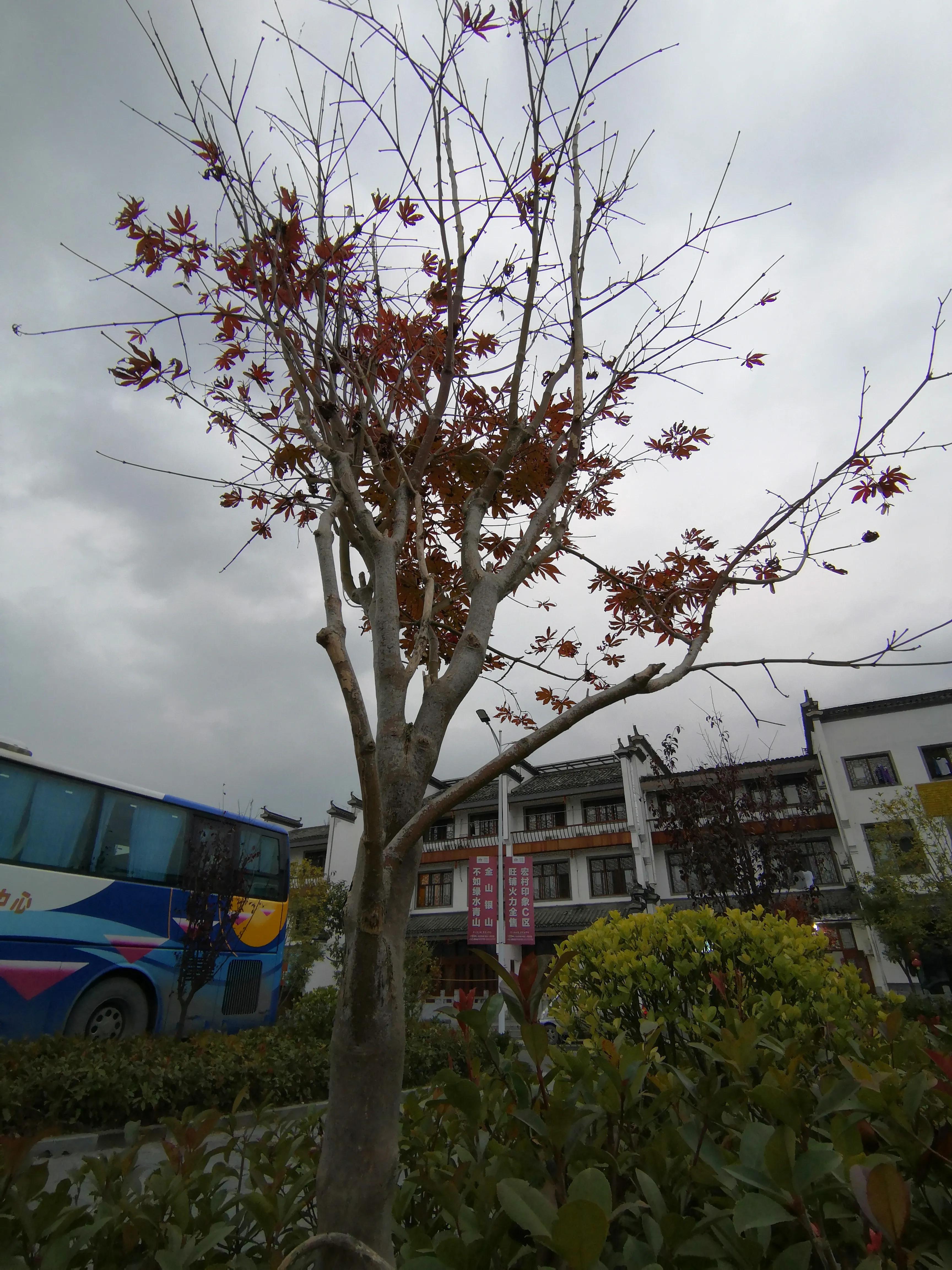 宏村里面的客栈怎么进去,宏村景区内部介绍