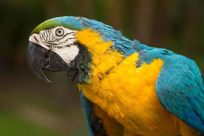 蜂鸟的简介,澳洲鹦鹉岛简介