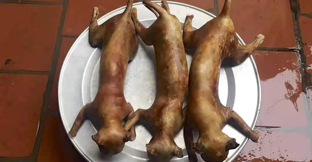 李时珍不吃猫的原因,李时珍为什么说猫不能吃鲜鱼