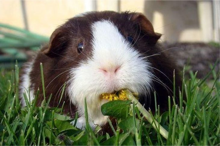 新春打卡重庆香水百合网红艺术节,坐小火车、玩玻璃滑道...