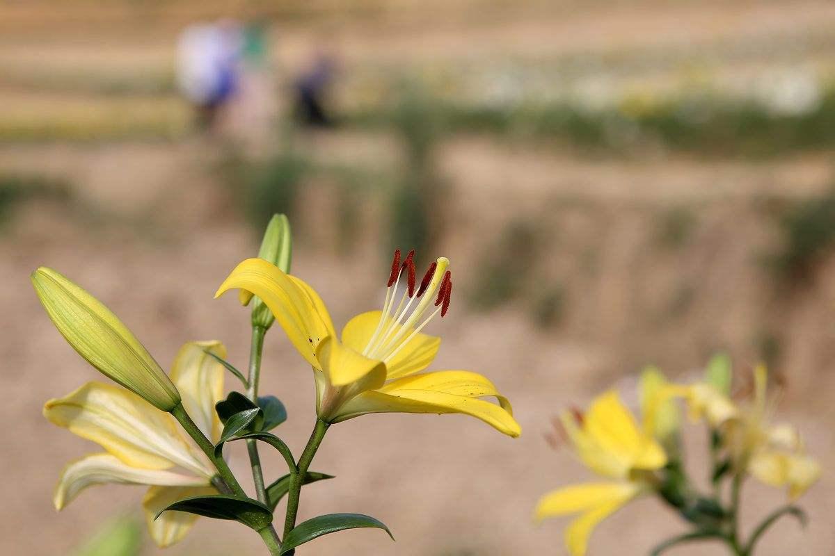 盆栽的百合种球怎样浇水,百合种球盆栽方法图