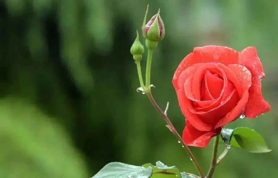 花的好句摘抄大全优美,关于花的好词好句10个字