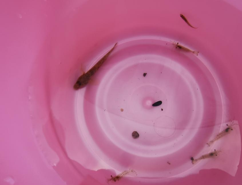 重庆抚仙湖四天三夜自助游攻略,重庆到云南抚仙湖旅游攻略