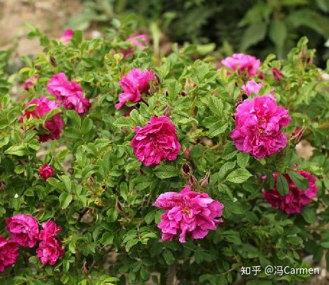 冷知识科普员,冷知识大科普你知道几条