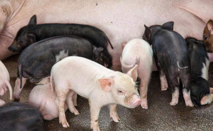 母猪站立不稳身体发抖是什么原因,小猪发抖站不稳是什么原因