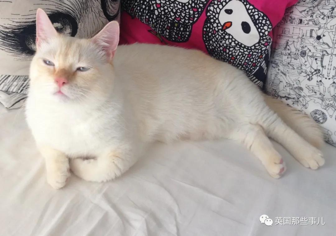 养暹罗等于养好几种猫,重庆暹罗猫变黑了还能白回来吗