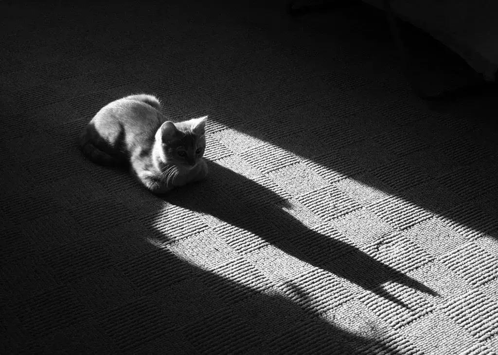 十个寓言故事及道理简短,终身不遇的寓言故事视频