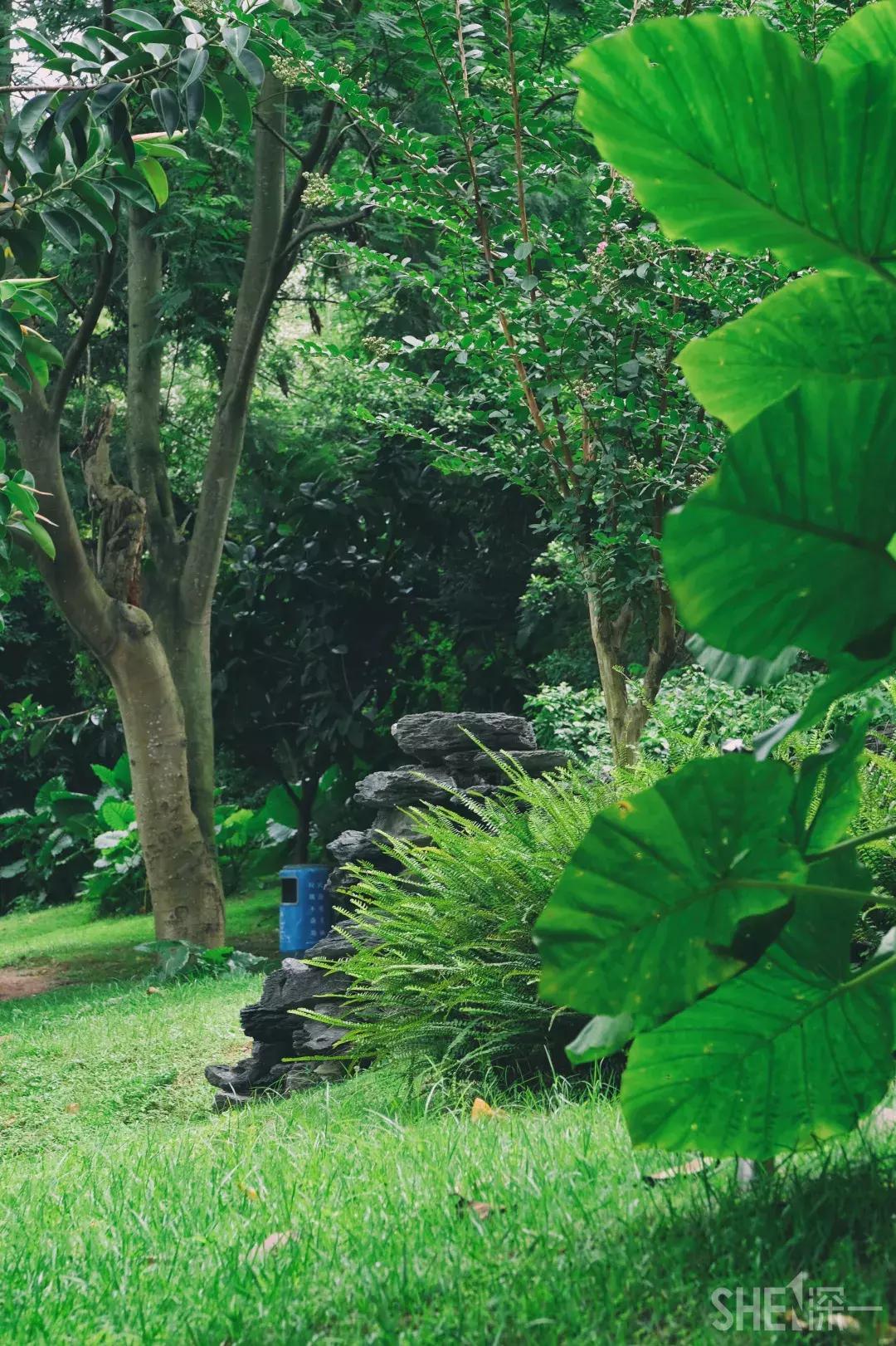 深圳市美美美,深圳最美免费水库