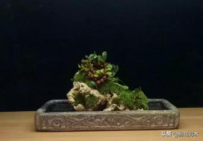 赞美菖蒲盆景的诗句,盆景诗词经典赏析