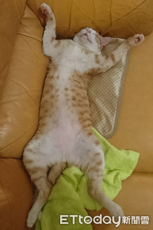 肚肚好痒软Q橘猫化身体操选手　劈一字马