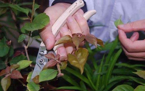 养花该怎么修剪花根,养花怎样修剪根