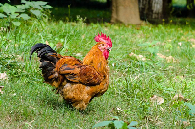 蛋黄颜色有深有浅,蛋黄到底什么颜色比较好营养高