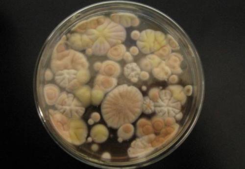 中国青霉素量产方法,青霉素是什么时候量产的