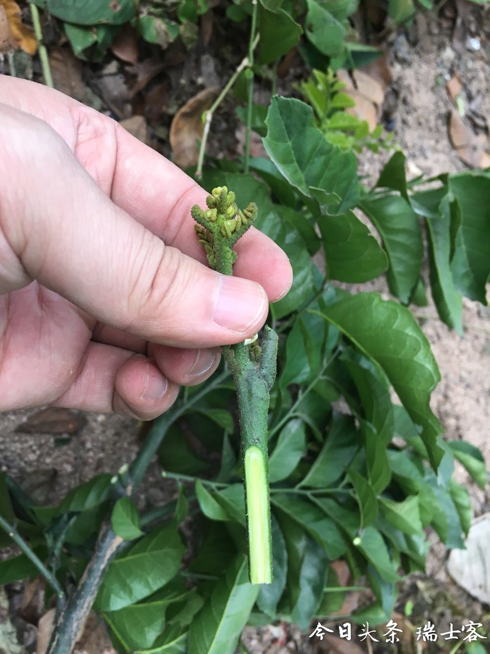 黄皮果种植技术早熟,三年黄皮树能结几斤果