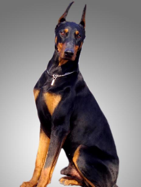 常见狗狗价格排行,狗狗价格以及品种大全