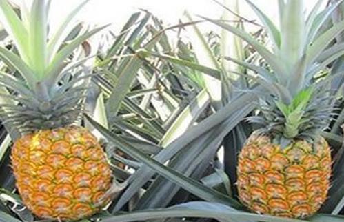 怎么用菠萝上面的草种植菠萝,菠萝种植正确方法