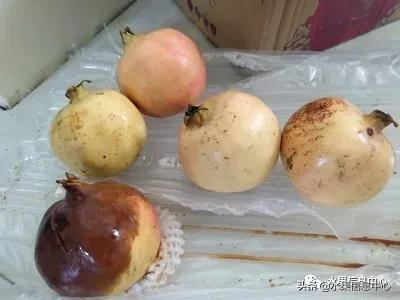 在网上买水果遇到假货怎么办,网上购买水果会被坑吗