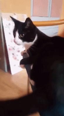 猫会偷吃螺蛳粉吗,猫吃螺蛳粉放屁了