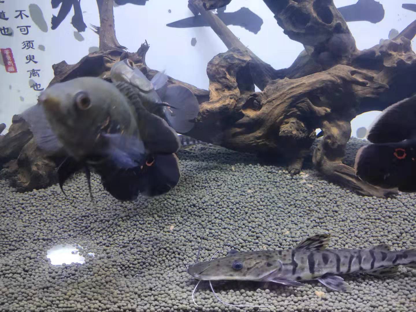 地图鱼如何检测鱼缸水质,地图鱼入缸要加盐吗