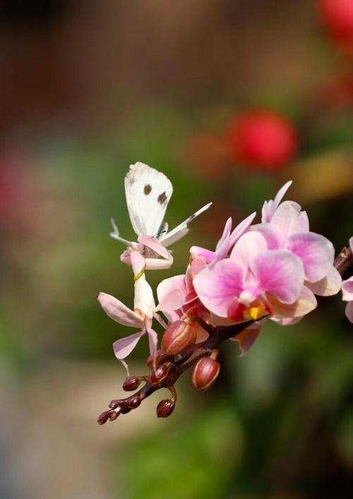 鸡画一条直线不动,对鸡画一根直线的反应