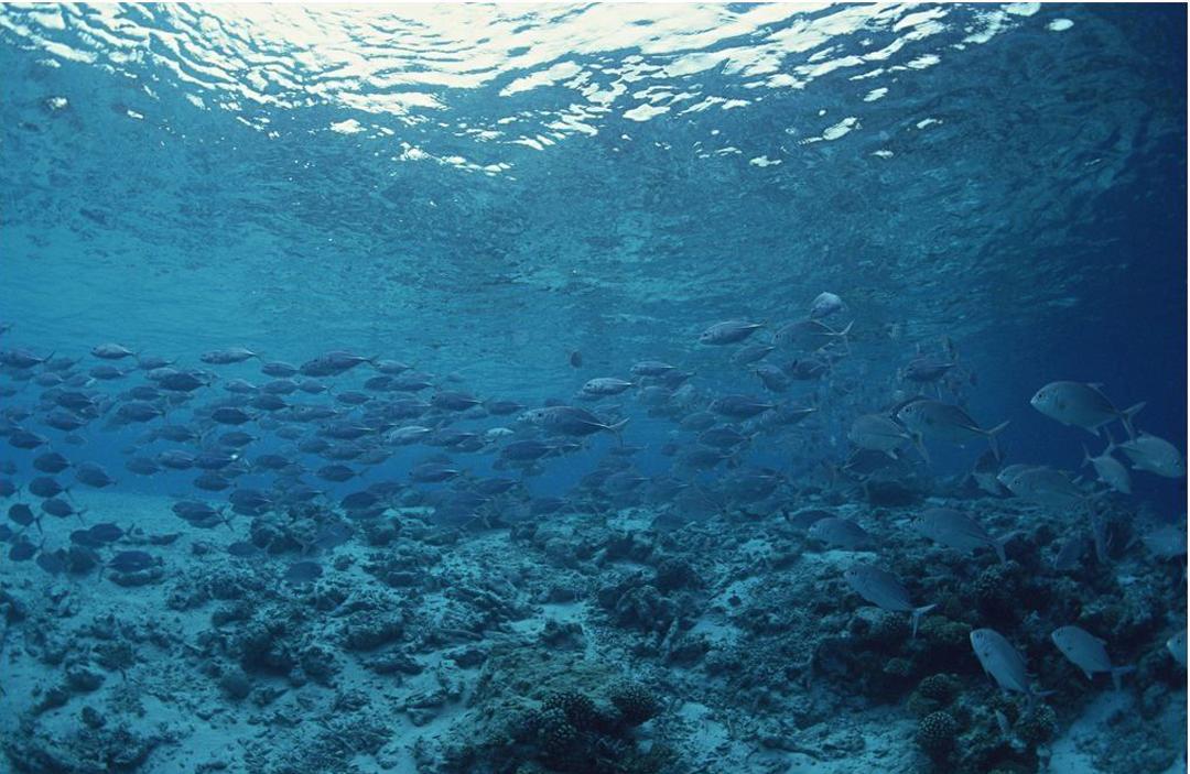 磷的科普视频,磷元素怎么发现的