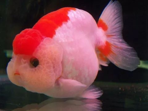 包金金鱼会褪色吗,你的金鱼是哪条金鱼