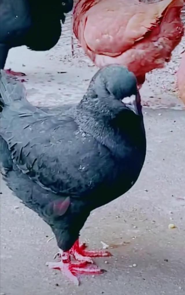 鸽子怎么养最正确,想养鸽子去哪加盟