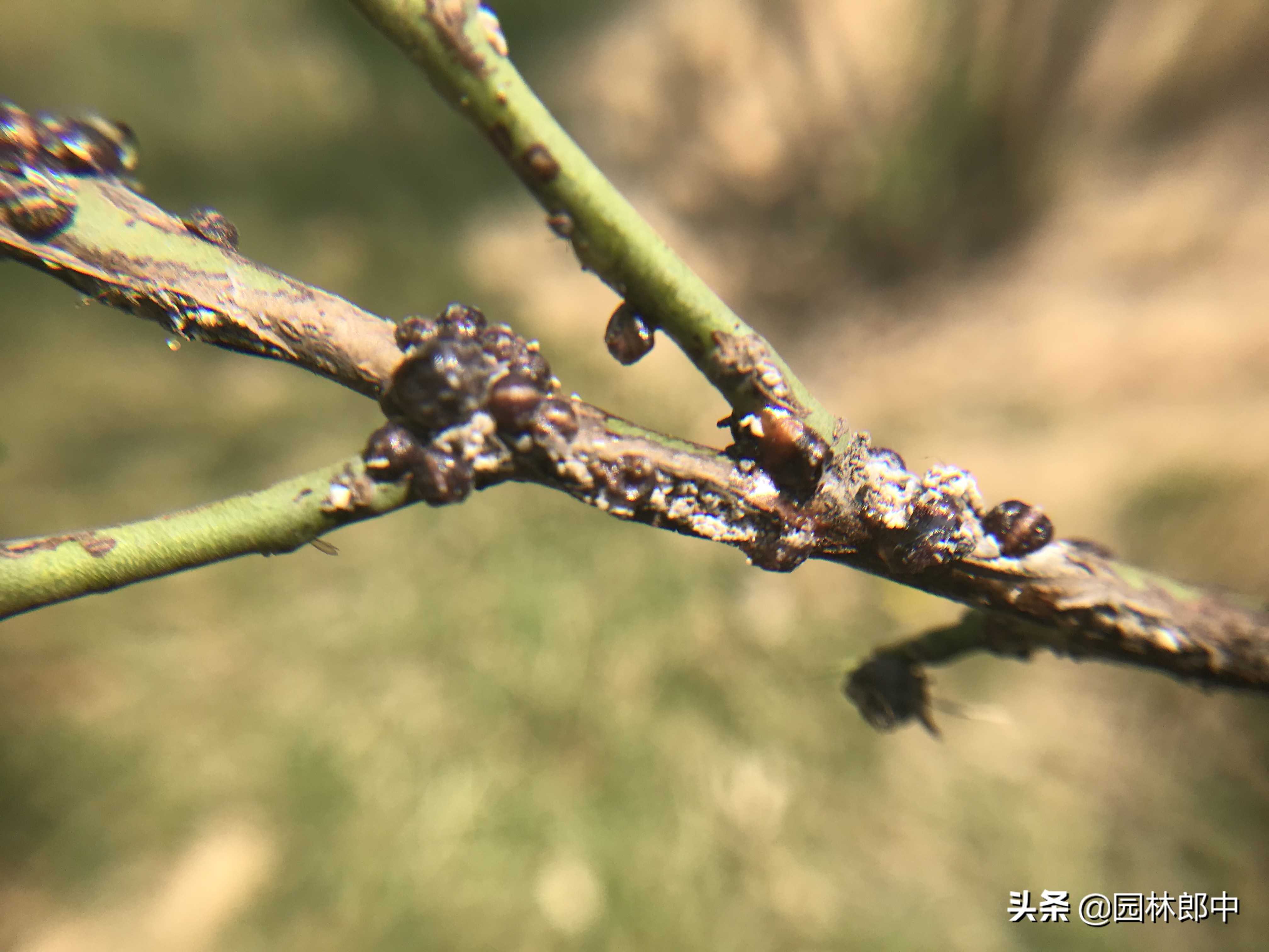 树患有蚧壳虫是什么样的,树长了蚧壳虫怎么治