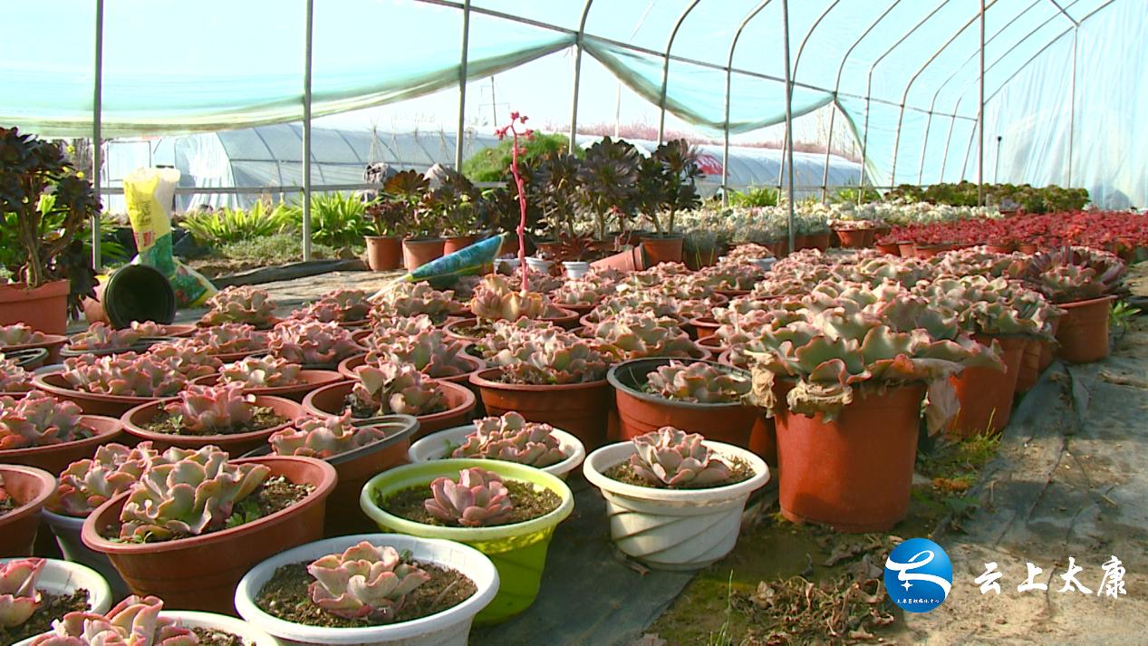 返乡创业成就梦想,农民返乡创业种多肉
