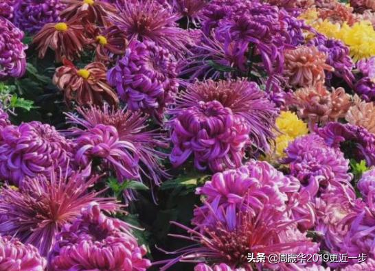 为什么一朵菊花有七八种颜色呢,一株菊花开出7种颜色